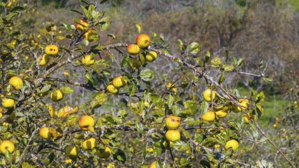 Branch with ripe apples. Orchard in autumn near Jesingen. Kirchheim unter Teck, Baden-Württemberg, Germany