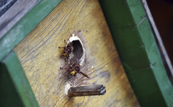 European hornets, hornets, (Vespa crabro) build nest in May box, Schleswig-Holstein, Germany