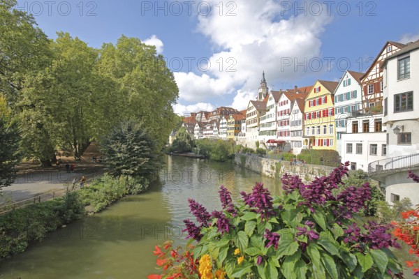 Colourful house front on the Neckar, house facade, Neckar bank, Neckar front, Neckar island with plane tree avenue, trees, flower decoration, Eberhardsbrücke, Tübingen, Neckar valley, Baden-Württemberg, Germany