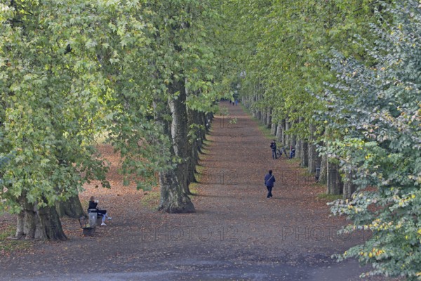 Plane tree avenue with pedestrians, strollers, stroll, stroll, stroll, escape point, plane trees, trees, Neckar island, Tübingen, Neckar valley, Baden-Württemberg, Germany