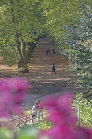 Plane tree avenue with pedestrian, stroller, stroll, stroll, stroll, vanishing point, plane trees, trees, flowers, depth of field, Neckar island, Tübingen, Neckar valley, Baden-Württemberg, Germany
