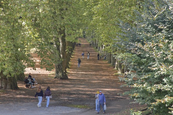 Plane tree avenue with pedestrians and seated persons on park bench, stroller, strolling, strolling, strolling, sitting, resting, vanishing point, plane trees, trees, Neckar island, Tübingen, Neckar valley, Baden-Württemberg, Germany