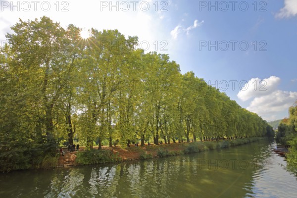 Plane tree avenue backlit on the banks of the Neckar, nature photography, trees, banks, vanishing point, light mood, Neckar island, river landscape, Tübingen, Neckar valley, Baden-Württemberg, Germany