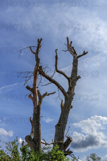 Dead walnut tree (Juglans regia), cloudy sky, Bavaria, Germany