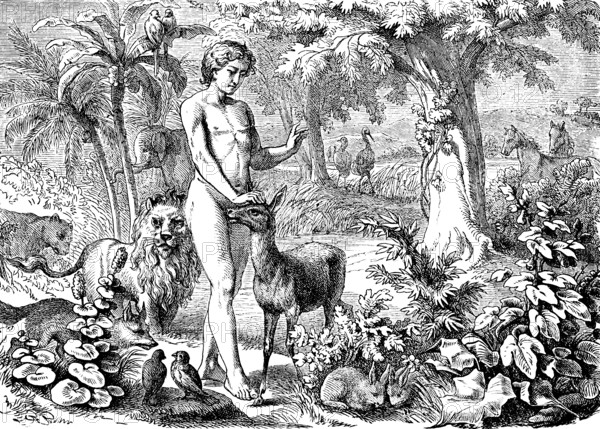 First Book of Genesis, chapter 1, Genesis, creation of man, the plant world, the animals, man gives each animal a name, nature, wilderness, trees, plants, lion, deer, hare, birds, Old Testament, Bible, historical illustration 1877