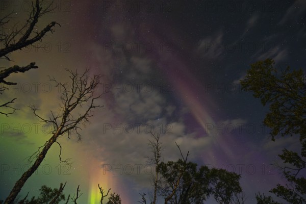 Aurora Borealis over polar birches and the shining moon in northern Sweden near Björkliden at Lake Torneträsk