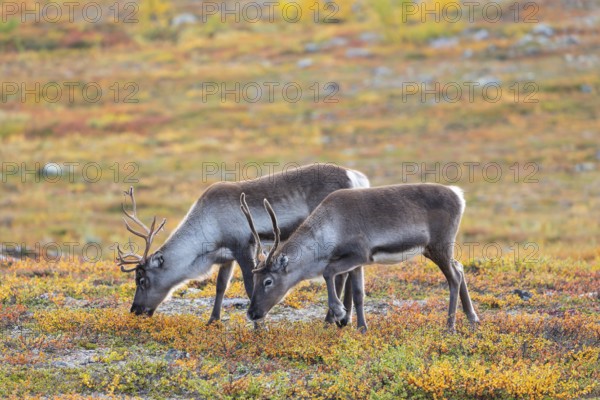 Reindeer herd at Abisko National Park in the colourful autumn of Lapland below Lapporten / Cuonjávággi
