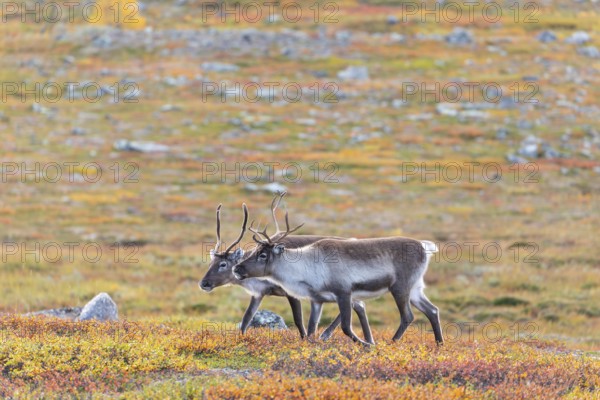 Reindeer herd at Abisko National Park in the colourful autumn of Lapland below Lapporten, Cuonjávággi