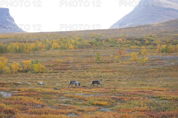 Reindeer herd at Abisko National Park in the colourful autumn of Lapland below Lapporten, Cuonjávággi