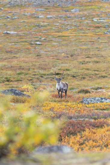 Reindeer at Abisko National Park in the colourful autumn of Lapland below Lapporten, Cuonjávággi