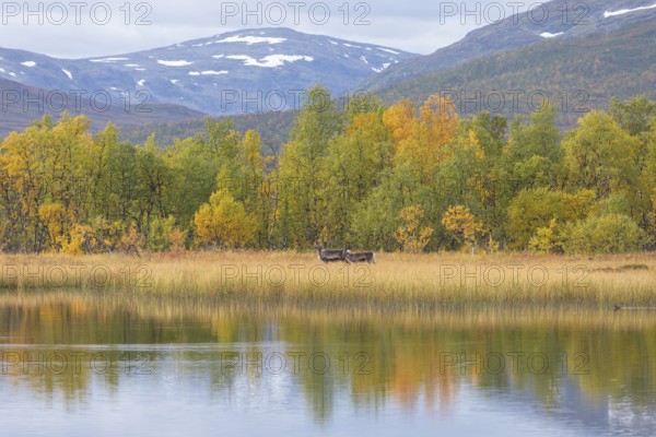 Reindeer at Abisko National Park in autumnal Lapland crossing a marshland by the lake