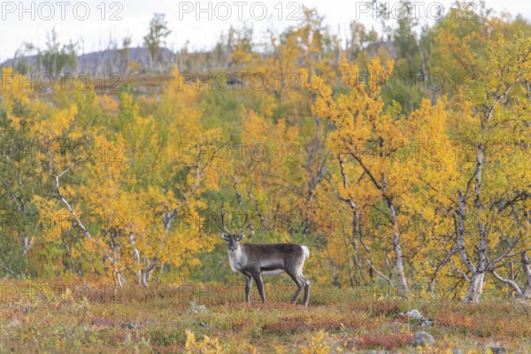 Reindeer at Abisko National Park in the colourful autumn of Lapland below Lapporten, Cuonjávággi