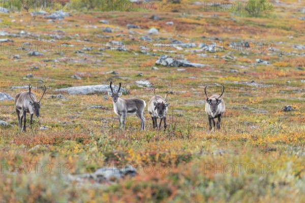Reindeer herd at Abisko National Park in the colourful autumn of Lapland below Lapporten, Cuonjávággi