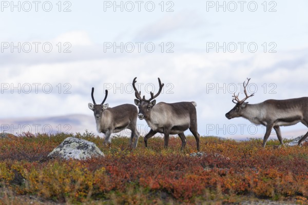 Reindeer herd at Abisko National Park in the colourful autumn of Lapland below Lapporten, Cuonjávággi