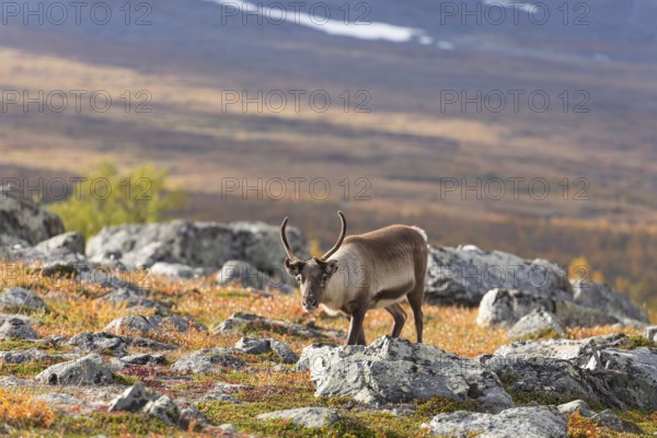Reindeer at Abisko National Park in the colourful autumn of Lapland below Lapporten, Cuonjávággi