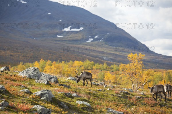 Reindeer herd at Abisko National Park in the colourful autumn of Lapland below Lapporten, Cuonjávággi