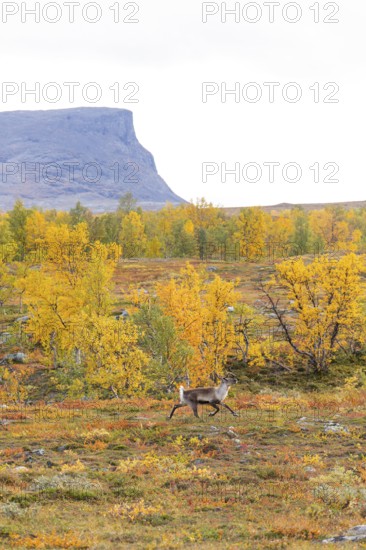 Reindeer at Abisko National Park in the colourful autumn of Lapland below Lapporten, Cuonjávággi