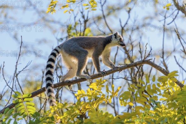 A ring-tailed lemur (Lemur catta) runs across a branch high up in a tree against the light on a sunny day. Southern and southwestern Madagascar
