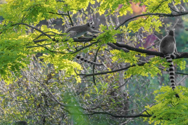 A ring-tailed lemur (Lemur catta) jumps onto a branch against the light on a sunny day. Southern and southwestern Madagascar