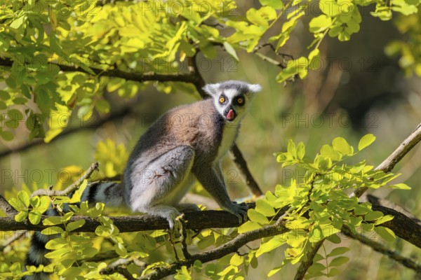 A ring-tailed lemur (Lemur catta) sits on a sunny day high up in a tree among fresh green leaves. Southern and southwestern Madagascar