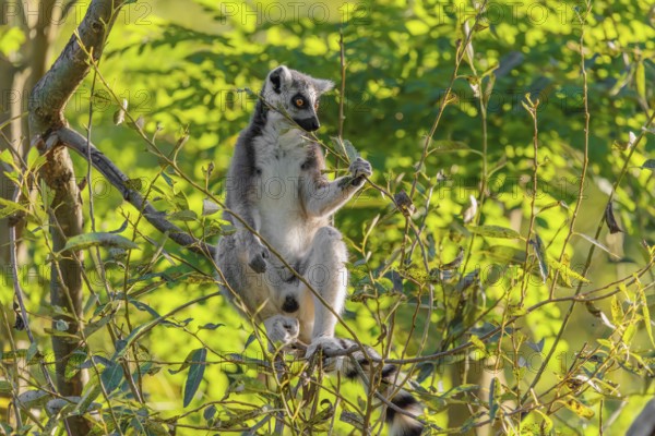 A ring-tailed lemur (Lemur catta) sits on a sunny day high up in a tree eating fresh green leaves. Southern and southwestern Madagascar