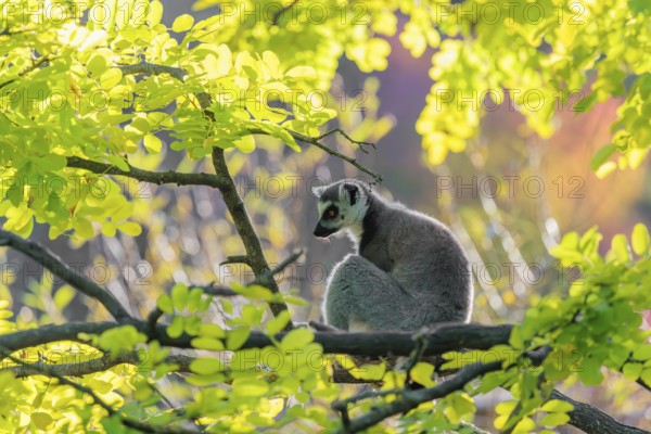 A ring-tailed lemur (Lemur catta) sits on a branch high up in a tree against the light on a sunny day. Southern and southwestern Madagascar