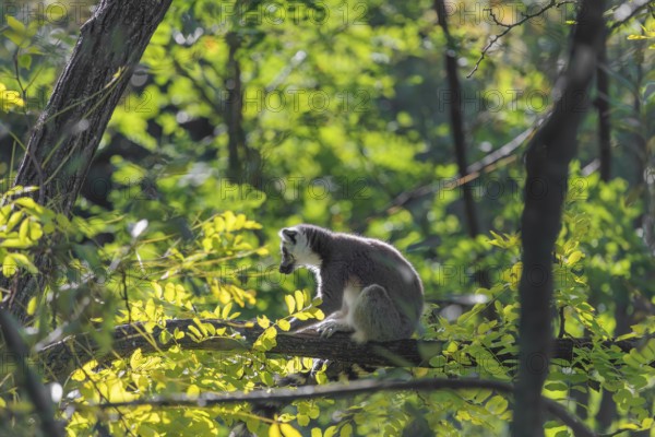 A ring-tailed lemur (Lemur catta) sits on a sunny day high up in a tree on a branch between fresh green leaves. Southern and southwestern Madagascar