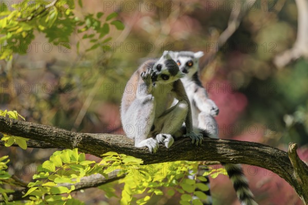 Two ring-tailed lemurs (Lemur catta) sit on a sunny day high up in a tree among fresh green leaves and look around. Southern and southwestern Madagascar