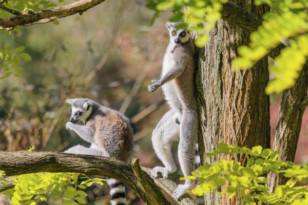 Two ring-tailed lemurs (Lemur catta) sit high up in a tree among fresh green leaves on a sunny day. One stands leaning against the tree. Southern and southwestern Madagascar