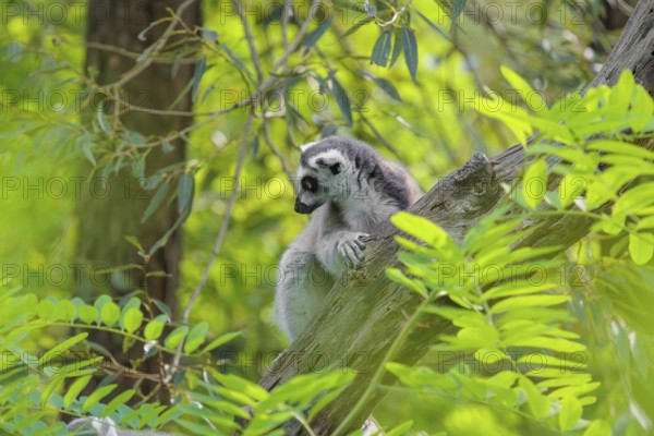 A ring-tailed lemur (Lemur catta) sits on a cloudy day high up in a tree on a branch between fresh green leaves. Southern and southwestern Madagascar