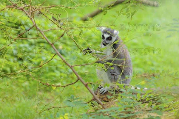 A ring-tailed lemur (Lemur catta) sits on a rotten tree lying on the ground and eats something. Southern and southwestern Madagascar