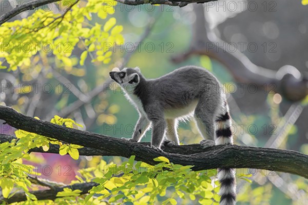 A ring-tailed lemur (Lemur catta) stands on a branch high up in a tree against the light on a sunny day. Southern and southwestern Madagascar