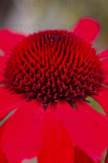 Macro photograph of a bright red flower with many petals in detail, Mainau Island, Lake Constance, Germany