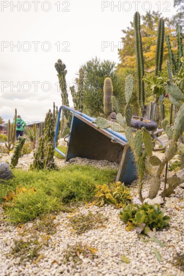 Cacti and succulents around an overturned wheelbarrow in a rocky garden, Mainau Island, Lake Constance, Germany