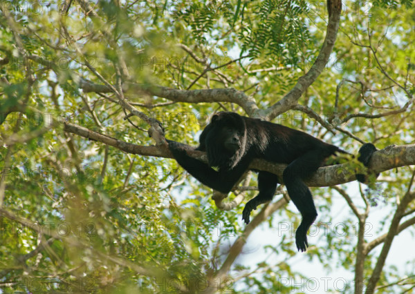 Black howler (Alouatta) male, Pantanal, inland, wetland, UNESCO Biosphere Reserve, World Heritage Site, wetland biotope, Mato Grosso, Brazil, South America