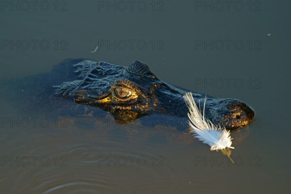 Spectacled caiman (Caiman yacare, Caiman crocodilus yacare), portrait, Pantanal, Brazil, South America