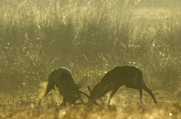 European fallow deer (dama dama) fighting during the rut, Hesse, Germany