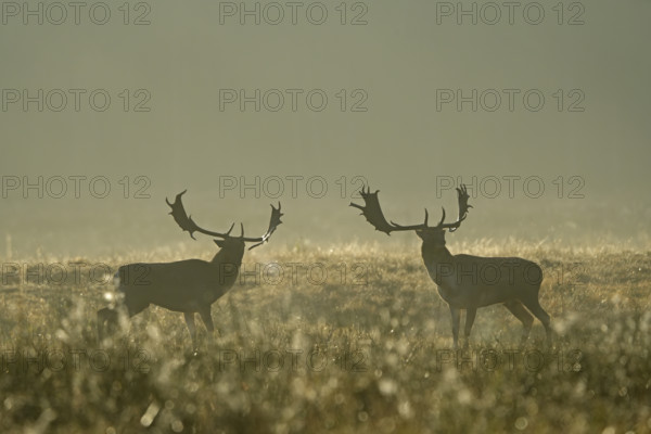 European fallow deer (dama dama) during the rut, Hesse, Germany