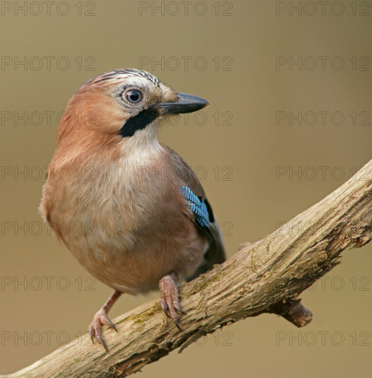 Eurasian jay (Garrulus glandarius), Finland