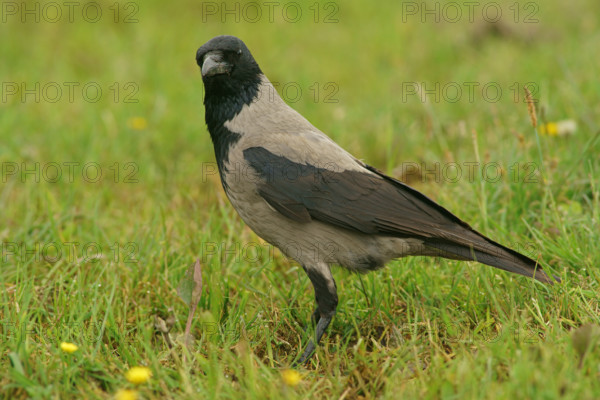 Hooded Crow (Corvus corone cornix), Finland