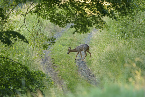 European roe deer (Capreolus capreolus) Roebuck on a path, Germany