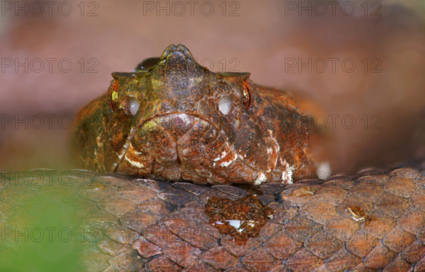 Lance adder (Porthidium nasutum), Costa Rica, Central America