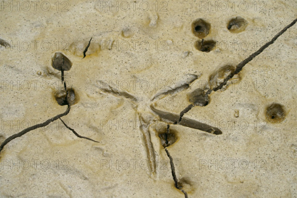 Footprints of a heron in the mud, Mata Atlantica, mangroves, Brazil
