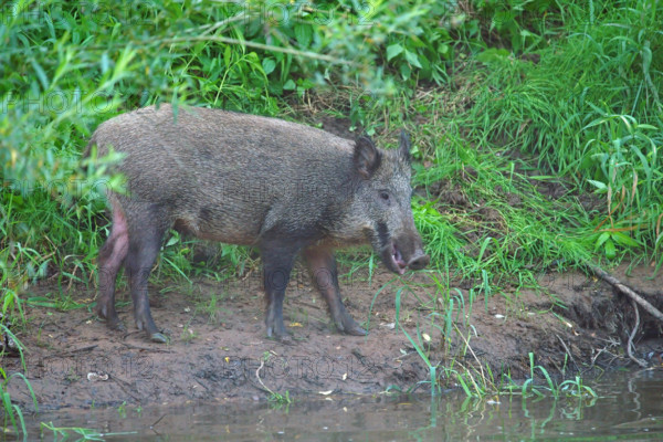 Wild boar (Sus scrofa), Germany