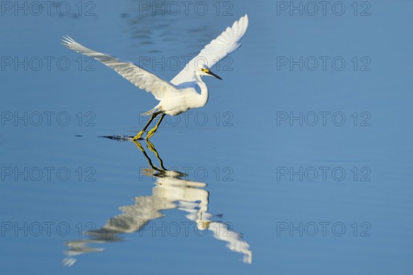 A heron touches the water with its claws during flight, Great Egret (Egretta thula), Florida, USA