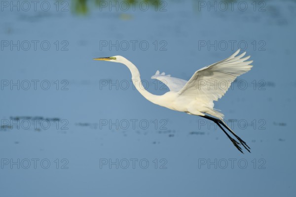 A white egret spreads its wings in flight against a blue sky, Great Egret (Egretta alba), Florida, USA