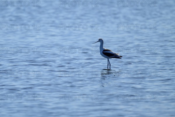 A single bird stands quietly in the blue water, conveying a sense of solitude, American avocet, Brown-necked avocet (Recurvirostra americana), Merritt Island National Wildlife Refuge, Mims, Florida, USA