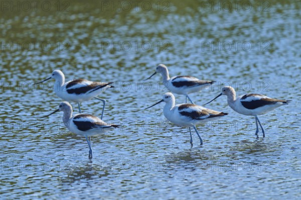A group of birds stand in shallow water, creating a sense of community and movement, American avocet, Brown-necked avocet (Recurvirostra americana), Merritt Island National Wildlife Refuge, Mims, Florida, USA