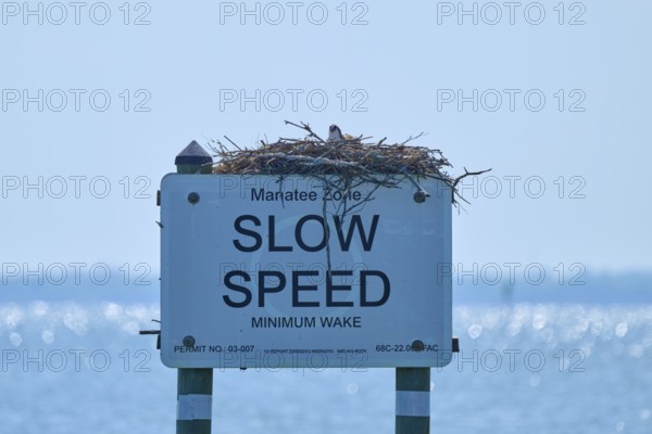 A traffic sign with an osprey nest against a calm blue ocean background, Merritt Island National Wildlife Refuge, Mims, Florida, USA