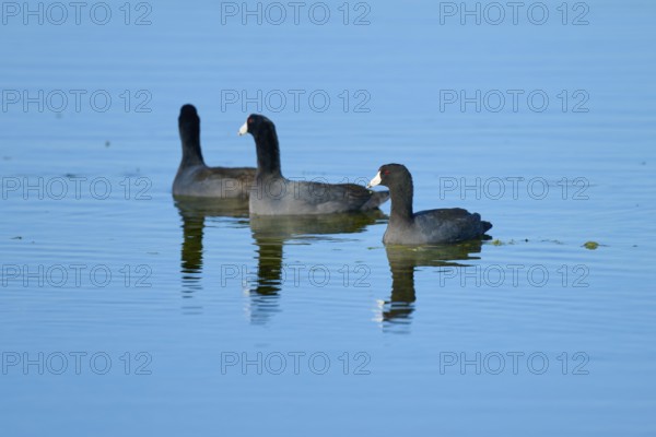 Three coots swimming in calm water with clear reflections of a natural environment, American Eurasian Coot (Fulica americana), Orlando Wetlands, Christmas, Florida, USA